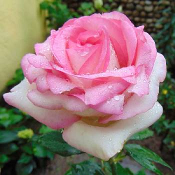 Роза чайно-гибридная ‘Biedermeier Garden’